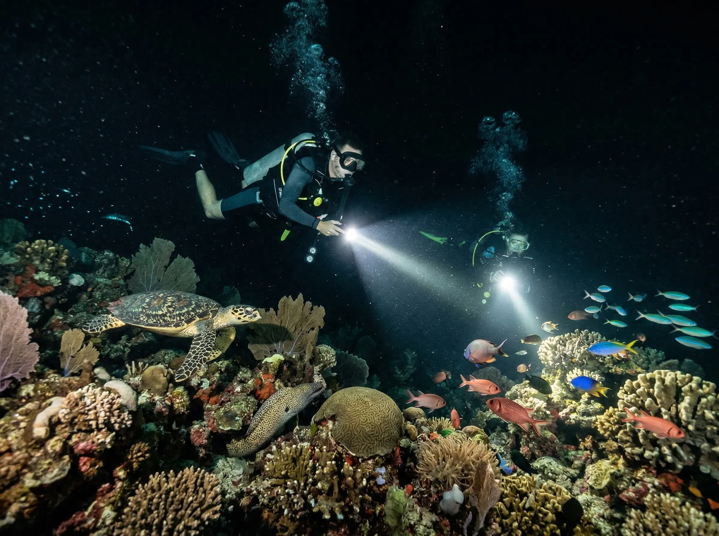 Night dive with flashlights illuminating the reef