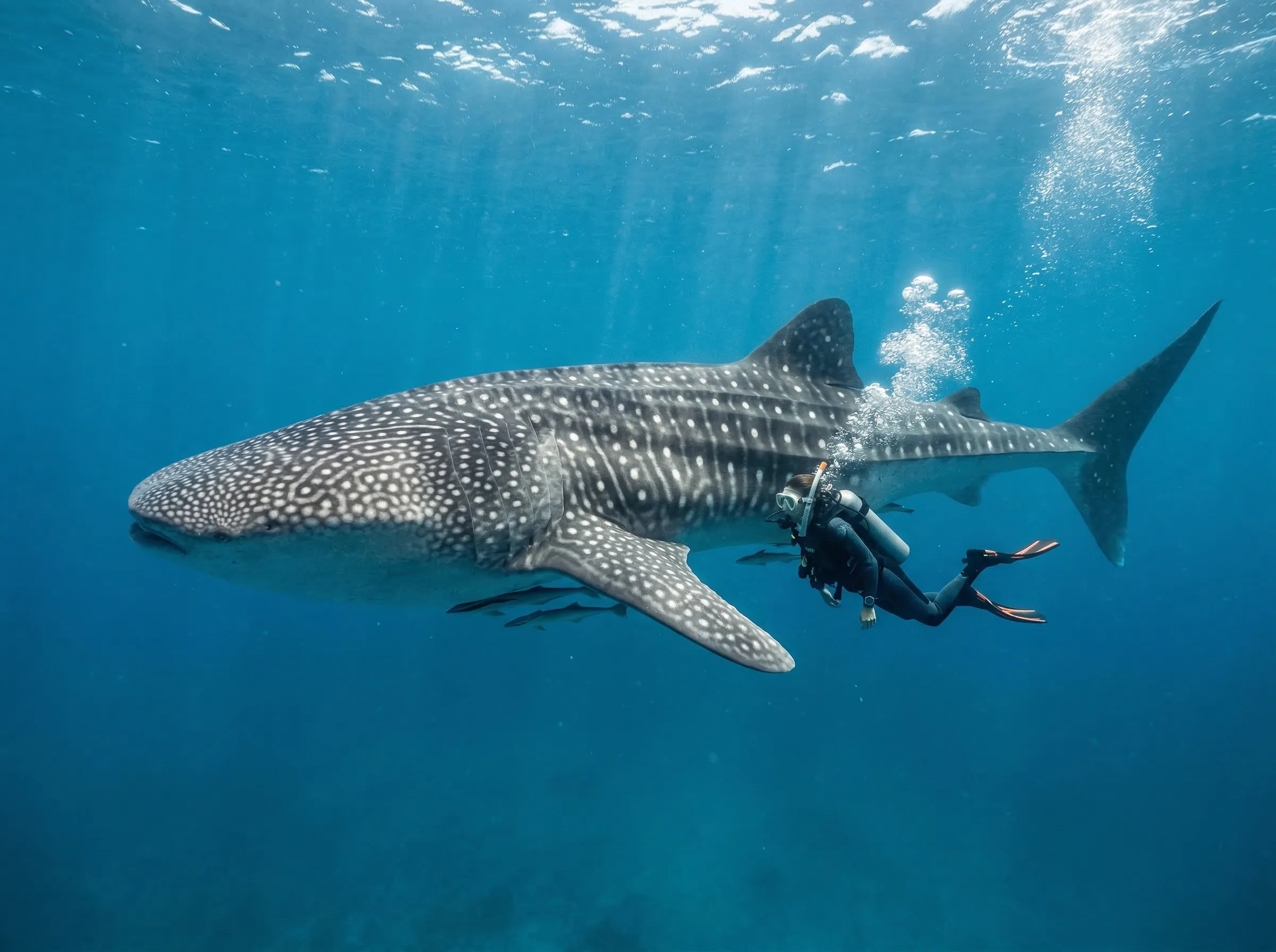 Diver swimming alongside a massive whale shark